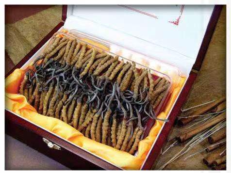 屯城镇冬虫夏草回收